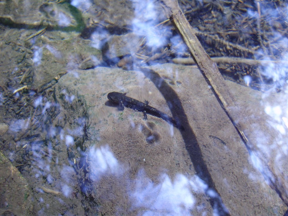 Tipologie di habitat dell''ululone nella collina atesina
